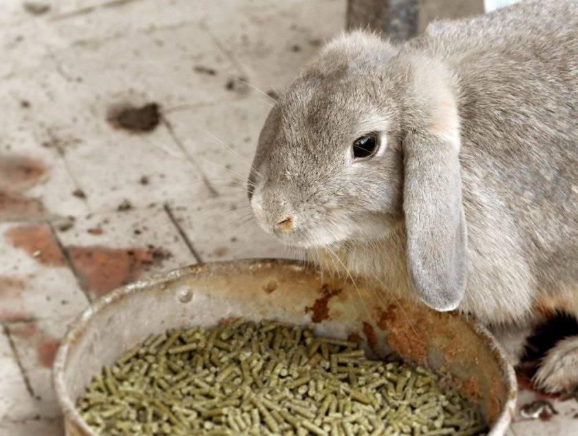 Можно ли давать кроликам свиной комбикорм. как кормить кроликов комбикормом