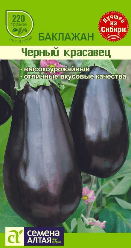 Сорт баклажан черный красавец, описание, характеристика и отзывы, а также особенности выращивания
