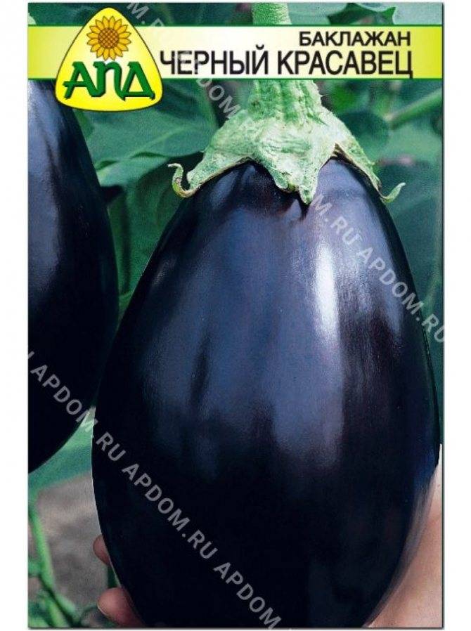 Баклажан черный красавец: описание, характеристики, особенности выращивания сорта.