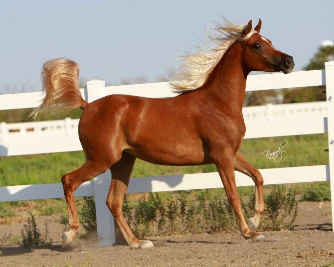 Арабская лошадь: описание породы