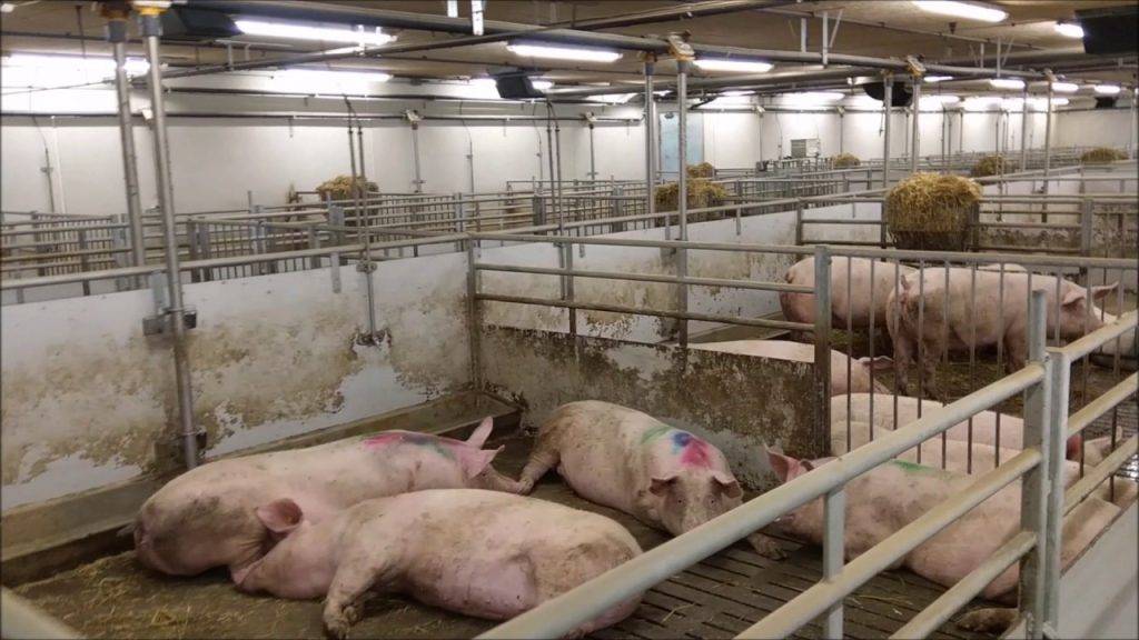 Бизнес план свинофермы (производство свинины). технологии выращивания и разведения свиней