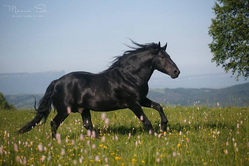 Карачаевская порода лошадей, ее описание, особенности, фото и видео
карачаевская порода лошадей, ее описание, особенности, фото и видео