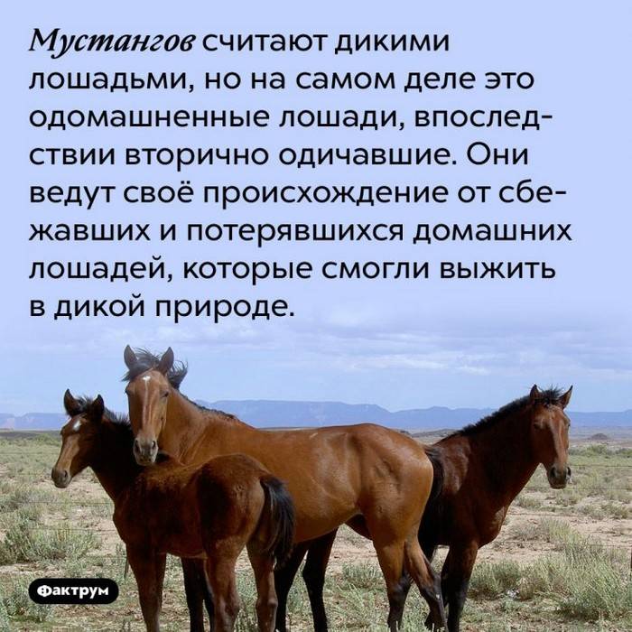 Дикая лошадь: места обитания в дикой природе, интересные факты, красивые фото, сколько живут, что едят, размножение, враги