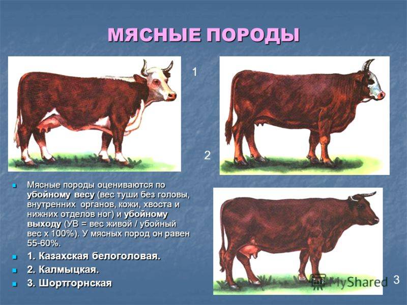 Красная горбатовская порода коров. описание, отзывы, продуктивность красногорбатовской коровы