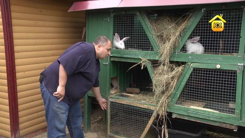 Разведение кроликов: уход и содержание в домашних условиях для начинающих