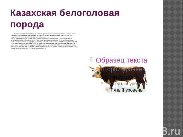Казахская белоголовая порода коров: фото, характеристика