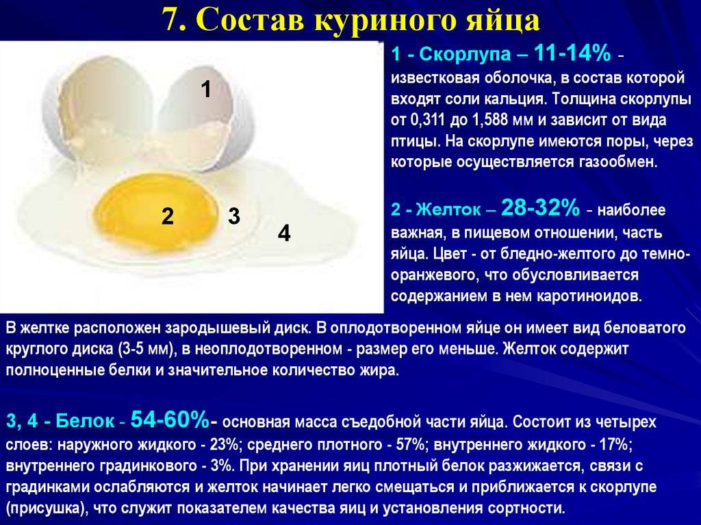 ᐉ от чего зависит цвет скорлупы куриного яйца: обзор причин - zooon.ru