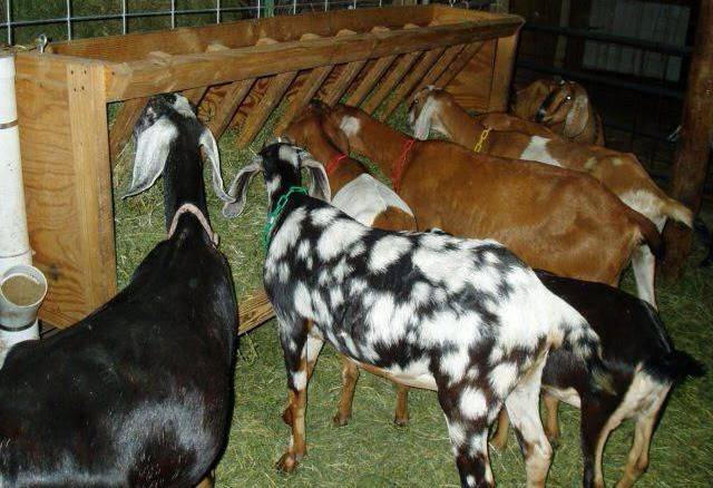Козоводство: разведение и содержание коз в домашних условиях для начинающих