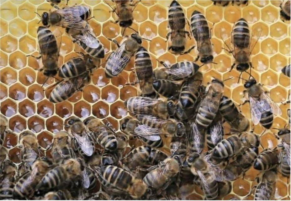 Украинская степная пчела: характеристики, отзывы
