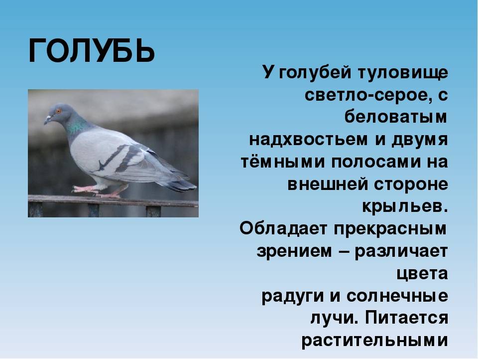 Городские голуби: полиморфизм и стратегии выживания