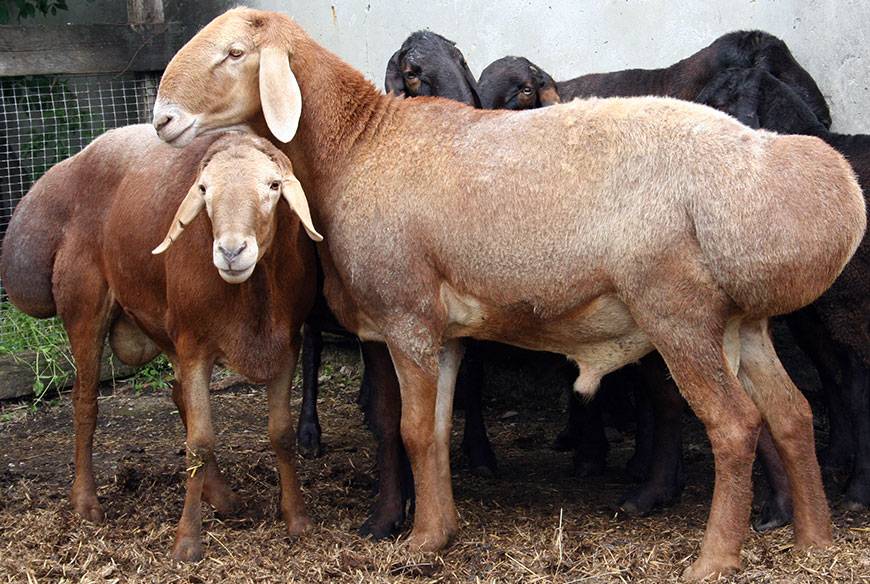 Гиссарская порода овец, крупные бараны: характеристики