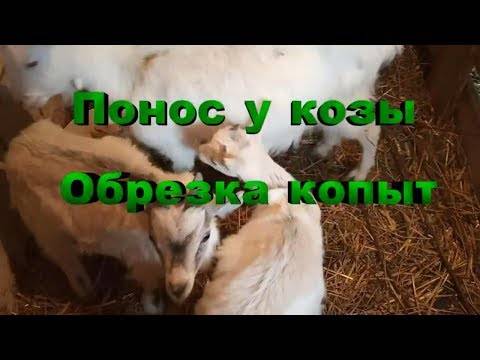 Понос у козлят и взрослых коз: причины и лечение в домашних условиях