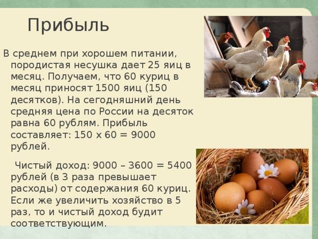 Сколько яиц несёт курица в день: что влияет на её продуктивность