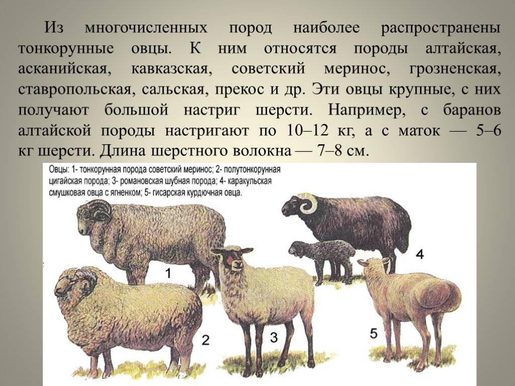 Порода тонкорунных овец: описание лучших