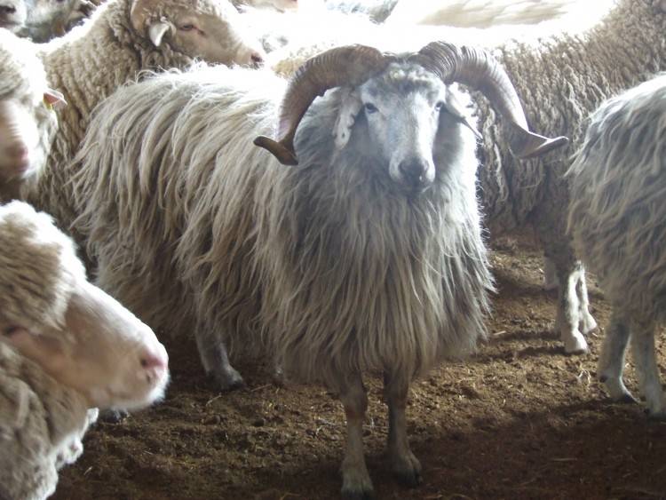 Овца куйбышевской породы: описание, характеристики, отзывы. разведение овец :: syl.ru