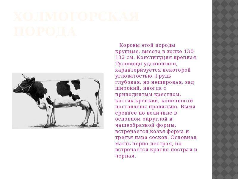 Характеристика коров и быков холмогорской породы: история, описание и содержание