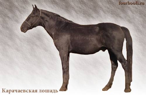 Карачаевская порода лошадей: происхождение и характеристики