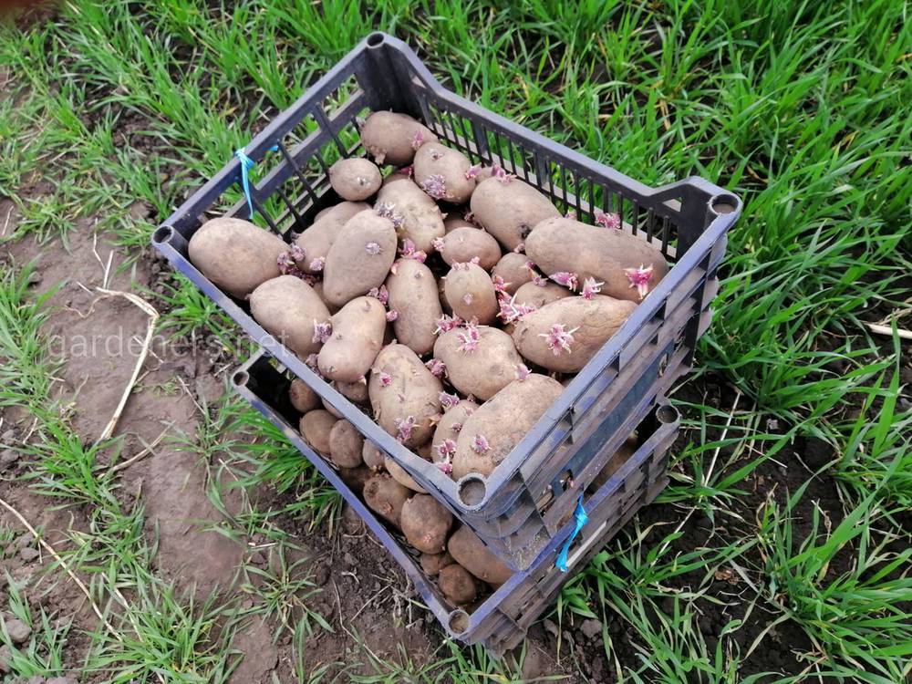 Подготовка картофеля к посадке весной - важные моменты