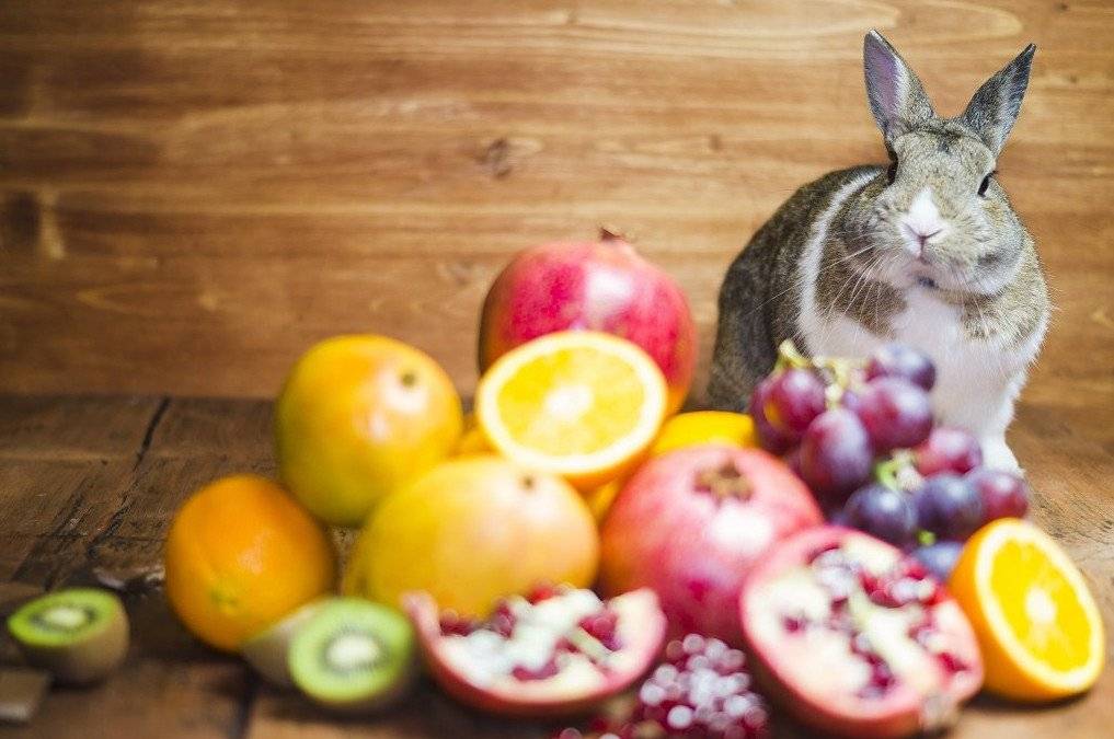 Можно ли кроликам давать яблоки
