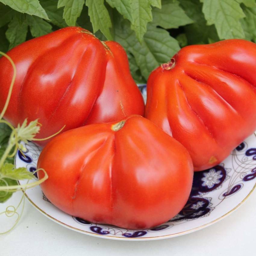 Высокоурожайный томат красным красно — описание и отзывы садоводов
