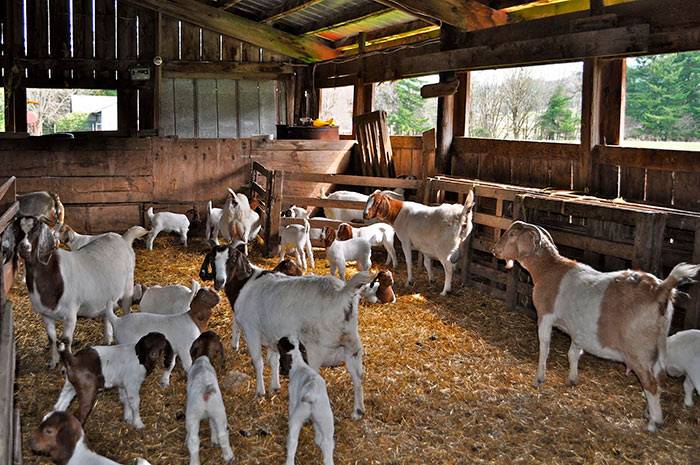 Бизнес выращивания коз в домашних условиях
