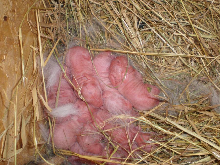 Как рожают кролики и сколько крольчат приносит крольчиха?