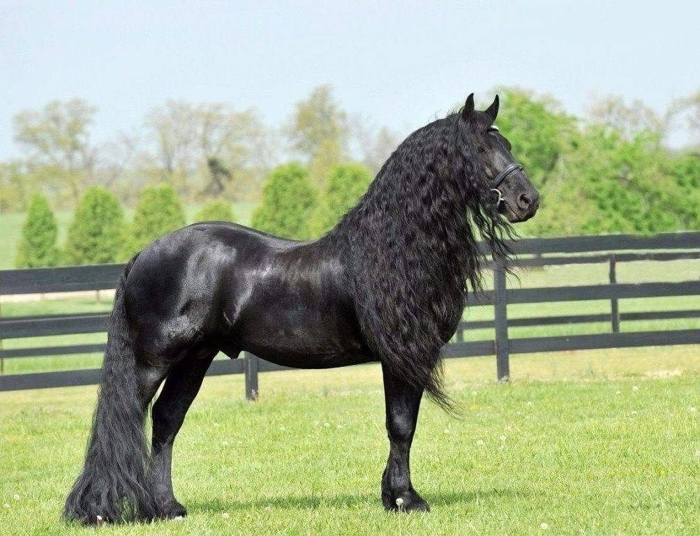 Топ-13 самых красивых пород лошадей в рейтинге zuzako