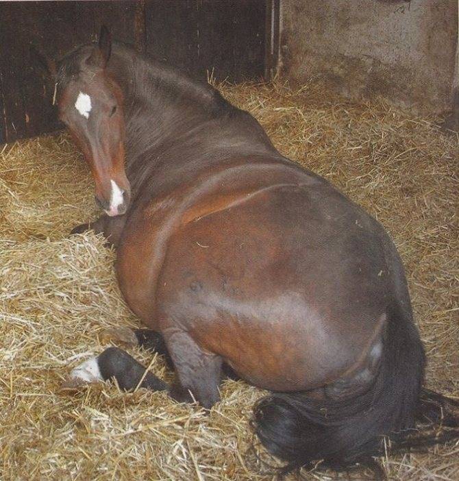 Жеребость лошадей: основные вопросы про беременность и роды