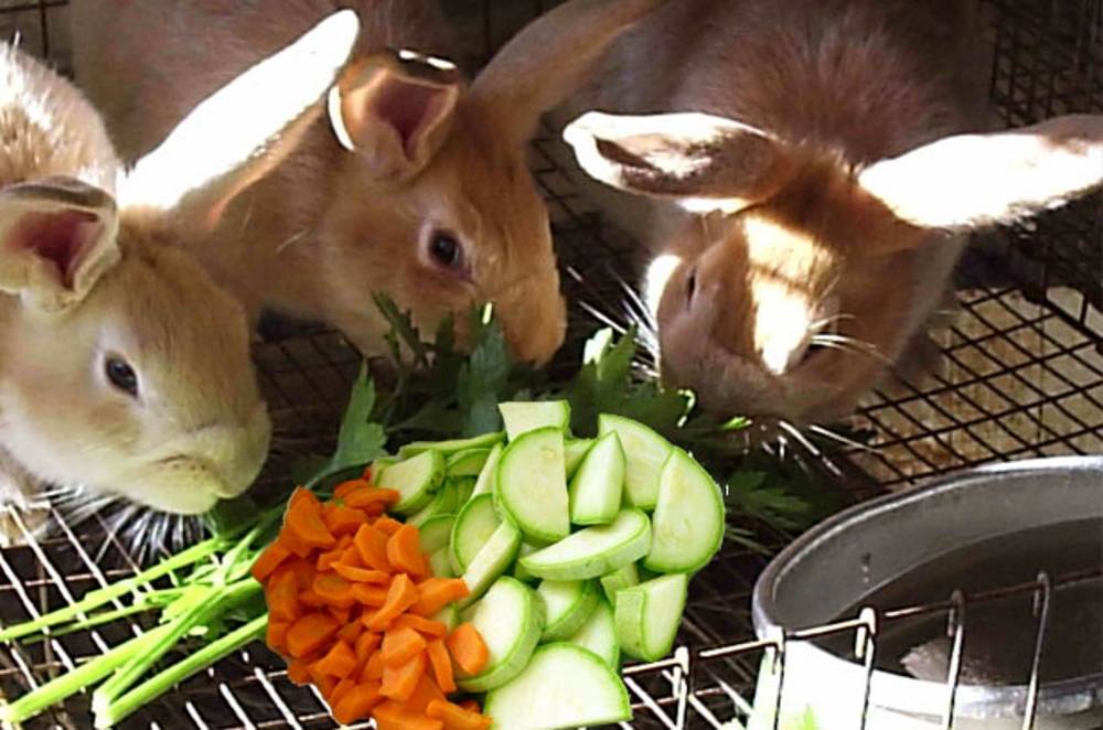 Какие овощи можно давать кроликам?