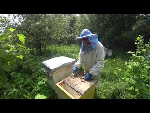 4 способа как лечить пчел от клеща варроа