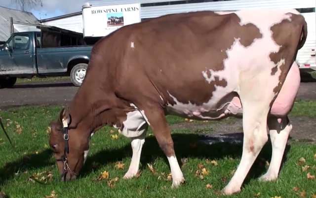 Эмфизематозный карбункул коров