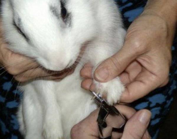 Как правильно подстричь когти кролику в домашних условиях: пошаговая инструкция