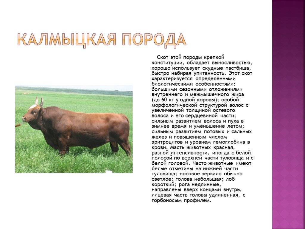 Казахская белоголовая порода коров. характеристики, особенности содержания. -  | апк