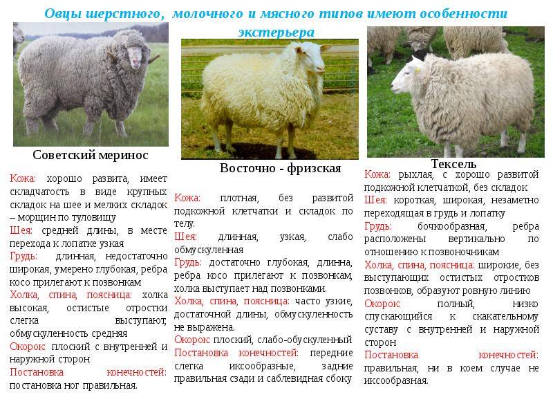 Асканийская порода овец: характеристика внешнего вида, продуктивность 2021