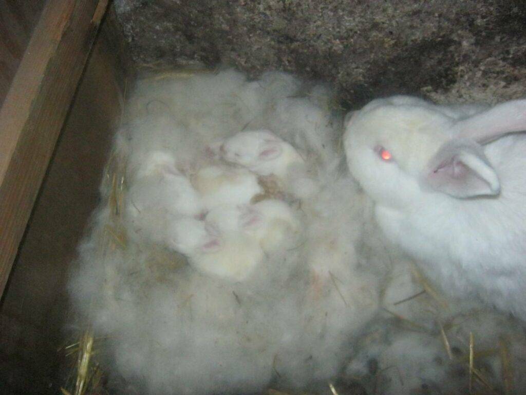 Почему крольчиха сразу после окрола разбрасывает крольчат из гнезда