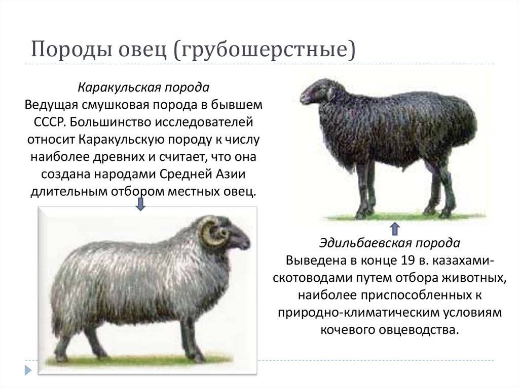 Список лучших мясных пород овец и их характеристики продуктивности