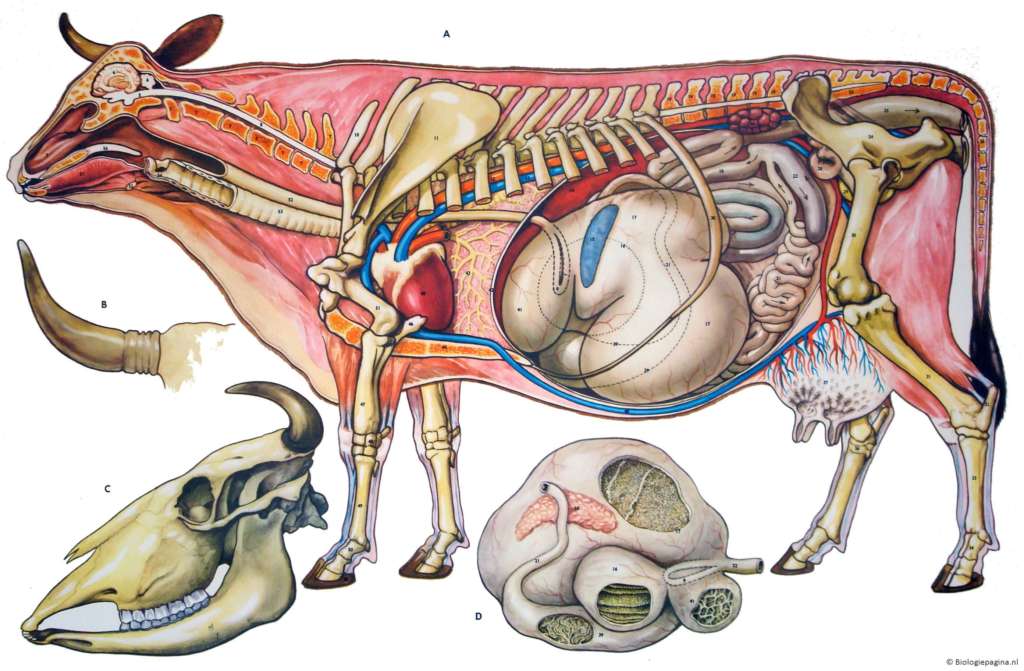 Какой череп у коровы? строение и анатомия