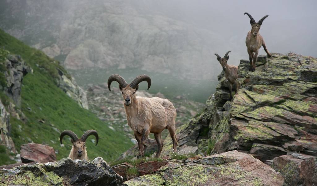 Виды и характеристика пород горных козлов