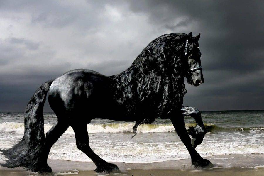 Самые красивые лошади мира — список пород