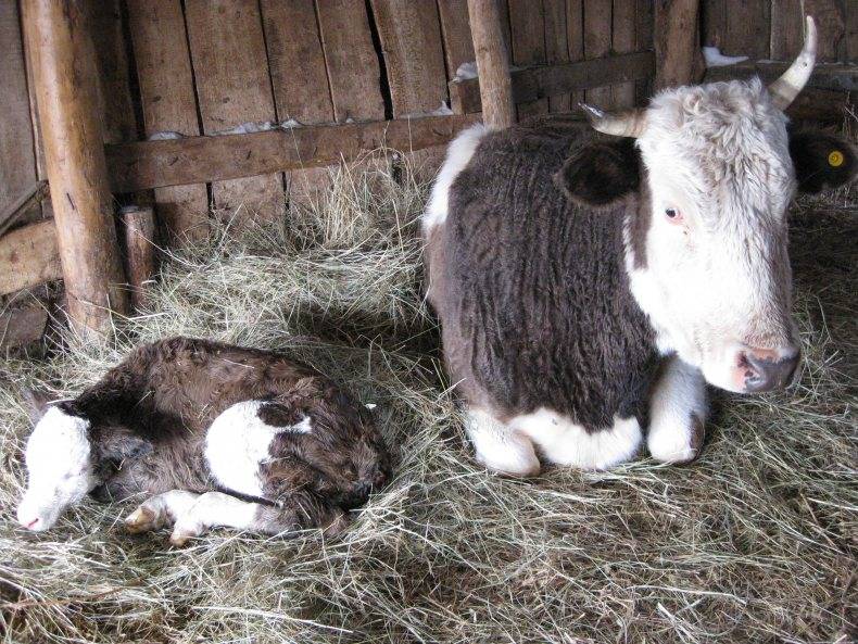 Новорожденный теленок: схема и правила выпаивания в домашних условиях
