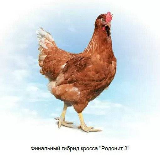 Куры родонит: описание и характеристика породы, разведение несушек и цыплят