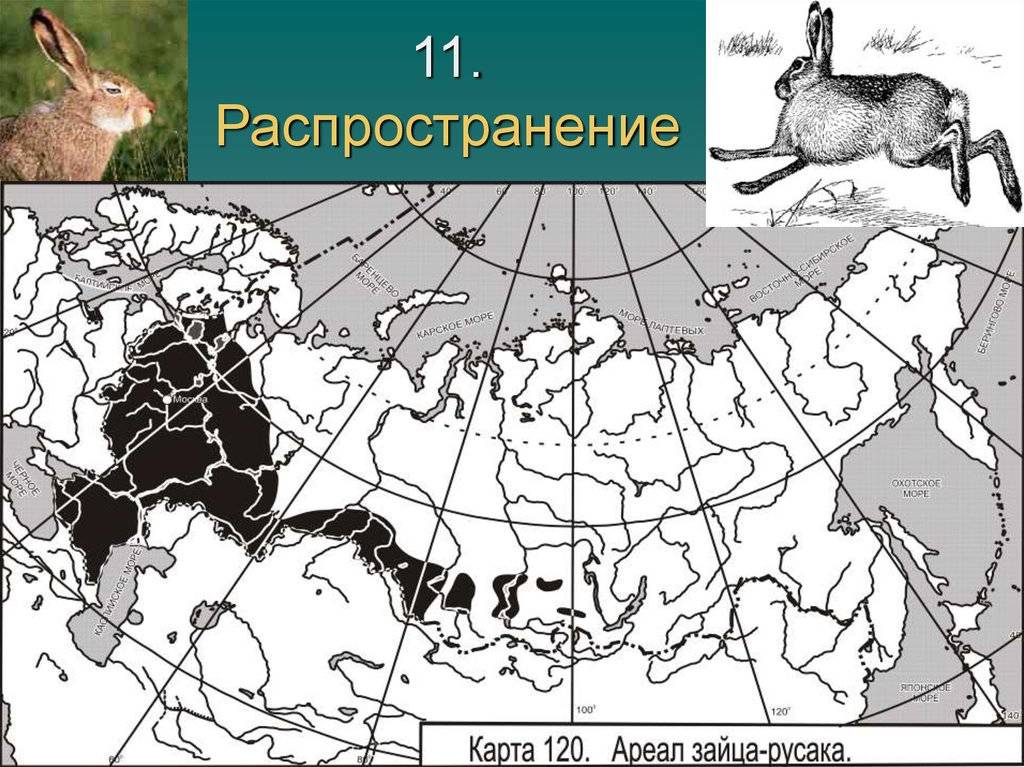 Виды диких гусей: описание 10 пород, их места обитания и размножение