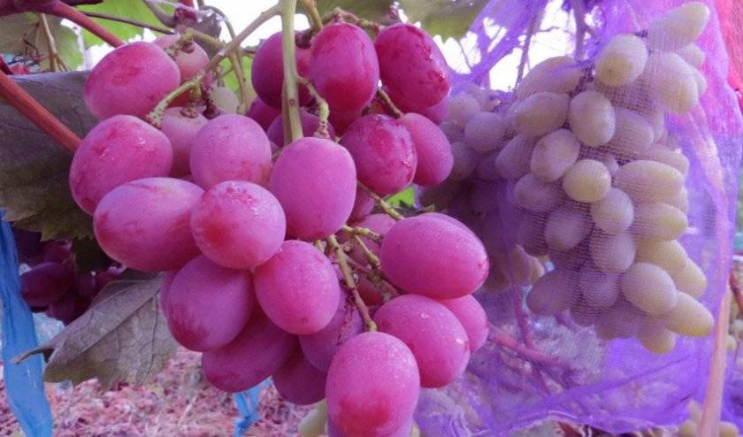 Виноград анюта: характеристика и описание сорта, уход, выращивание и отзывы