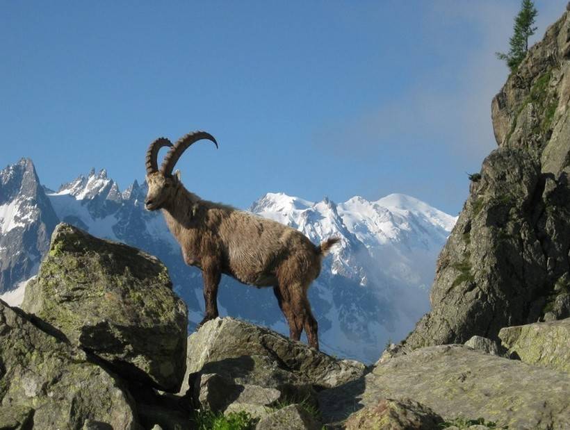 Горный козел: мархур, кавказский, восточнокавказский тур и другие виды