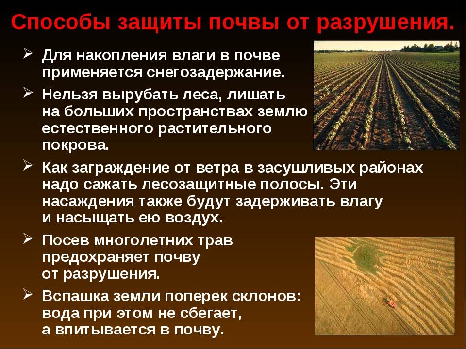 10 полезных советов, как за один год улучшить старую почву на участке и в теплице на supersadovnik.ru