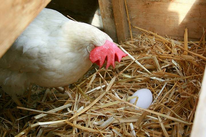 Куры не несут яйца – причины и способы восстановить яйценоскость