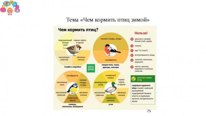 ᐉ чем кормить голубей - рацион, потребности в питательных веществах - zooon.ru
