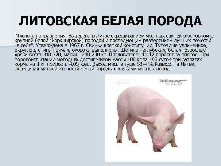 Породы свиней: названия, характеристики, особенности и подробное описание. 130 фото самых популярных и лучших пород свиней
