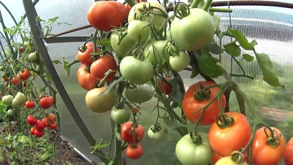 Как ускорить созревание зеленых томатов в домашних условиях