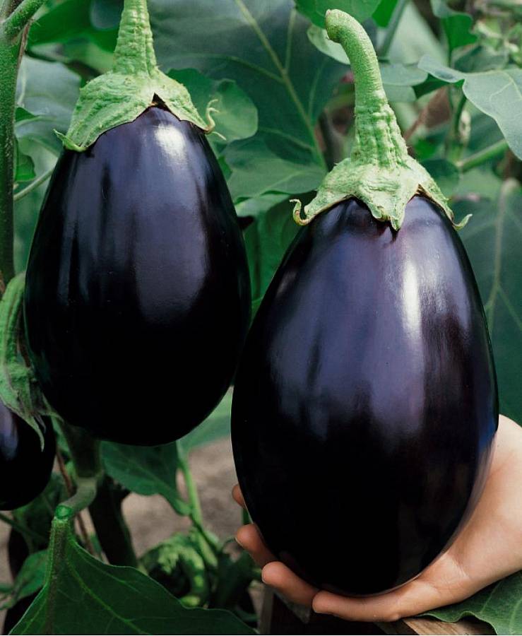 Баклажан черный красавец: описание, характеристики, особенности выращивания сорта.